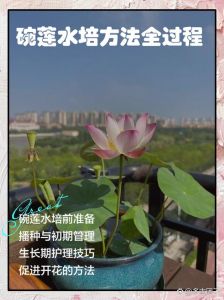 碗莲藕种入土方法图解_藏头露尾，选对土和时，阳光温度足