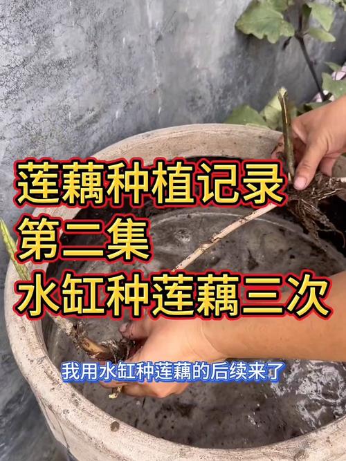 澡盆种藕的方法图解_天津女子旧澡盆种莲藕，收获满满！