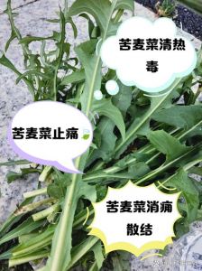 苦麻菜的做法大全家常_春食苦麻菜，微苦回甘营养高！
