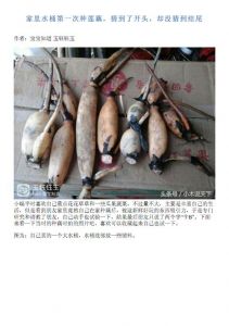 水桶种莲藕的简易方法_阳台水缸种莲藕，简单又好看
