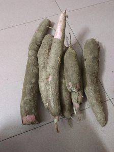 木薯不去皮最简单三个步骤_木薯皮轻松剥，蒸煮冷冻碱水法