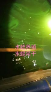 水蛭钻吊最简单三个步骤_选钩穿头挂活饵，水草诱捕夏季水道