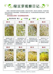 生绿豆芽的方法步骤_绿豆芽在家轻松种，新鲜营养自己摘！