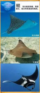 鳐鱼属于鱼类吗_美味营养，做法多样