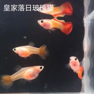热带胎生观赏鱼是怎么受的精_热带鱼卵胎生繁殖，孔雀鱼强繁殖力