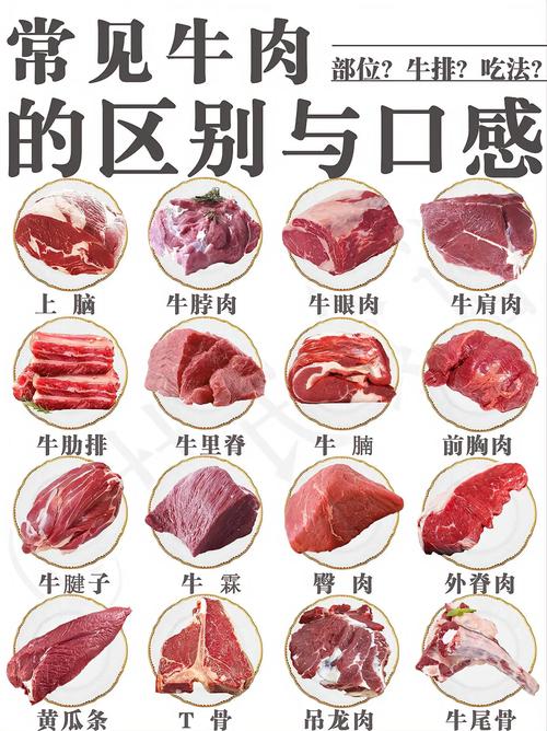 上牛腩是什么部位图_炖煮软烂香，肉香丰富