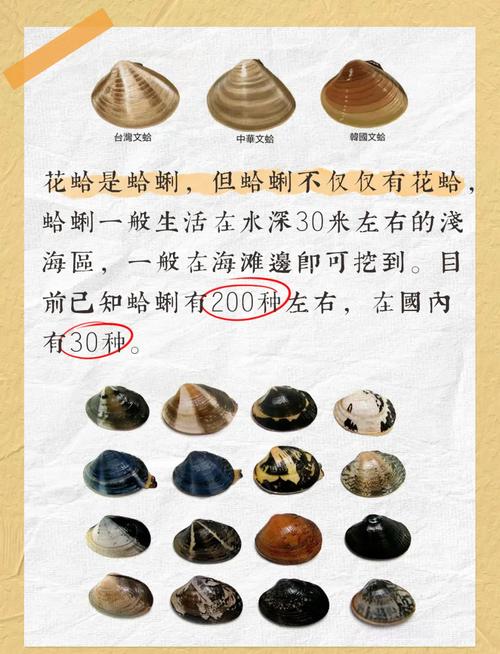 蛤蜊打开是不是熟了_海边三开三闭判断海鲜熟没熟 蛤蜊打开是不是熟了_海边三开三闭判断海鲜熟没熟