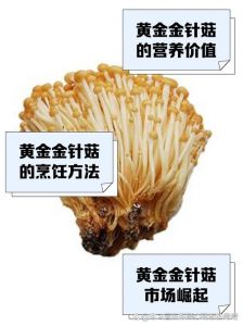 黄色蘑菇是什么蘑菇需要焯水吗_黄色蘑菇营养美味，焯水后可配牦牛肉，怎么保存和挑选？