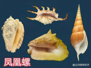 以下不属于软体动物_软体动物分类复杂，并非所有柔体动物都属此类