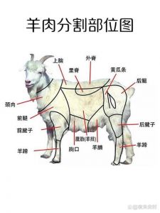 肥羊是哪个部位的肉_肥羊部位与做法全解析，美味羊肉轻松享！