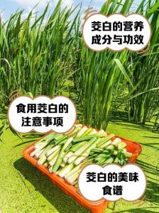 茭白需要焯水处理吗_茭白焯水去草酸，营养口感怎么选？