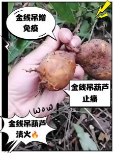 葫芦为什么会苦怎么处理_葫芦发苦别扔，泡醋慢炖或丢掉