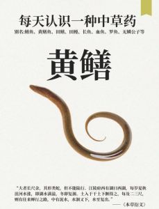 海鳝跟鳗鱼的区别图_红烧肉质紧实，鳗鱼烤制脂肪高