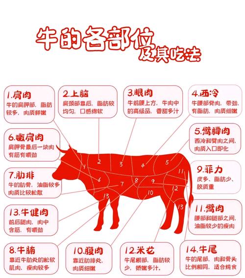 上牛腩是什么部位图_炖煮软烂香，肉香丰富