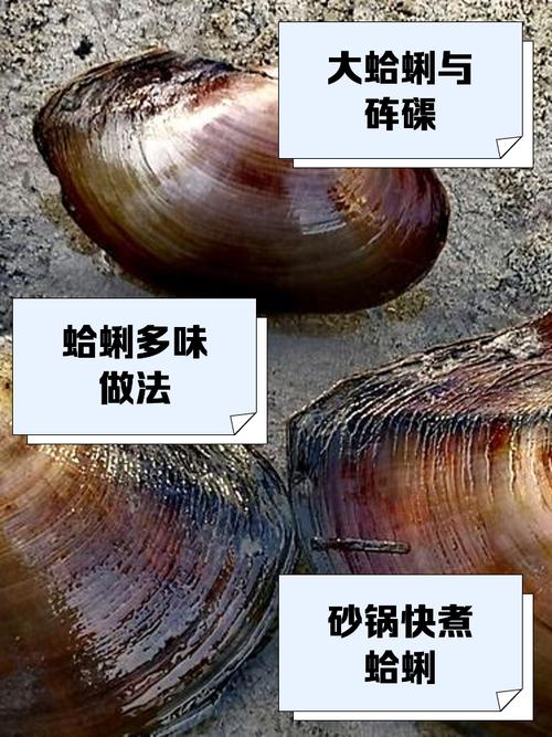 熟蛤蜊能第二天吃吗_隔夜蛤蜊有风险,勿食! 熟蛤蜊能第二天吃吗_隔夜蛤蜊有风险,勿食!
