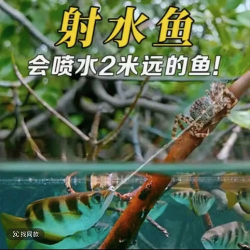 射水鱼观赏鱼是热带鱼吗有多大_亚马逊神奇射手，观赏价值高