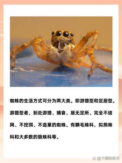 蜘蛛属于节肢动物吗_八足捕虫能手，生态保护需关注