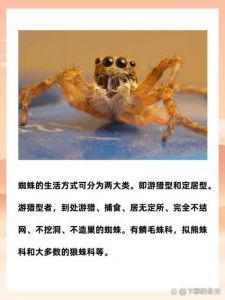 蜘蛛属于节肢动物吗_八足捕虫能手，生态保护需关注