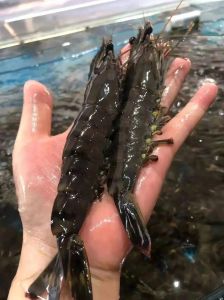 清蒸虎虾多长时间好_整虾5分钟，去头4分钟，加调料8-10分钟