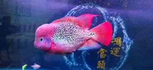 被誉为热带鱼之王的观赏鱼是_色彩绚丽体态优雅的观赏鱼