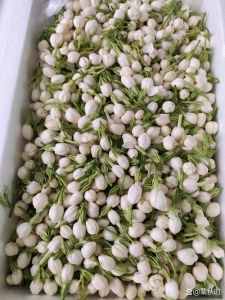 鲜茉莉花怎么处理能去除涩味_茉莉花去涩味，鲜泡好方法