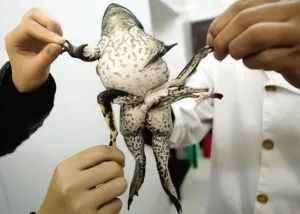牛蛙处理用不用挤大便_挑选活蹦乱跳牛蛙，煮熟防寄生虫