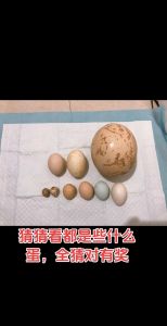 鹌鹑蛋和鸽子蛋大小对比_大小营养口感大不同
