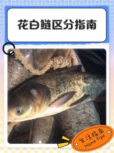 鲢鳙跟花鲢的区别_鲢鱼和鳙鱼的区别及钓鱼技巧