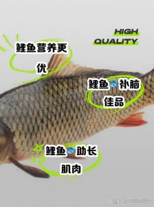 鲤鱼与草鱼对比图_鲤鱼弹牙重口，草鱼鲜嫩易消化