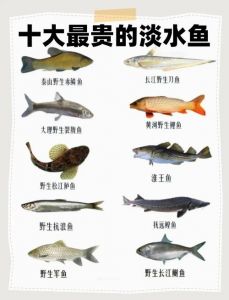 什么鱼属于淡水鱼_淡水鱼种类多，有食用和观赏价值，但需保护
