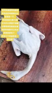 换毛的鸭子怎么处理最干净_老鸭嫩鸭热水烫后快速拔毛，简单易学