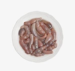 海肠是不是哺乳动物_高蛋白海鲜，胶东美味！