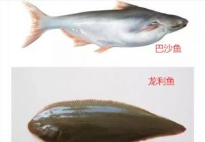 巴沙鱼和钳鱼的区别_钳鱼鲶鱼巴沙鱼怎么区分？