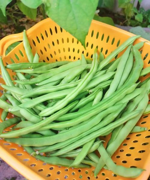四季豆怎么判断熟没熟_四季豆熟了怎么判断? 四季豆怎么判断熟没熟_四季豆熟了怎么判断?