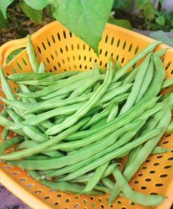 四季豆怎么判断熟没熟_四季豆熟了怎么判断？