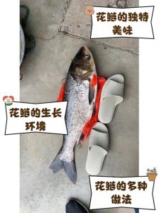 白鲢花鲢乌鱼区别_花鲢白鲢怎么区分？