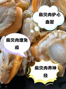 扇贝肉部位详细图_美味扇贝柱，营养丰富，蒜蓉粉丝蒸着吃！