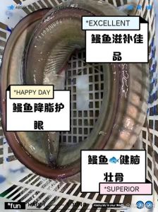 鳗鱼是不是深海鱼_鳗鱼种类多 洄游捕食 营养美味