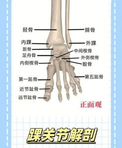 脚脖子的各个部位详细图图解_踝关节扭伤预防与保健