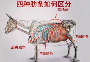牛里脊和牛肋条的区别_牛肉怎么挑怎么吃？嫩香食谱来啦！