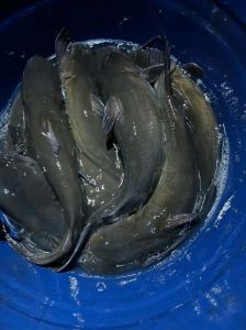 梭边鱼是不是胡子鲢_区别与烹饪方法