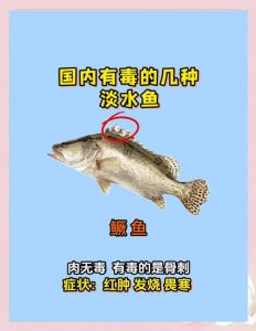 鳜鱼和鲈鱼对比图_古餐桌名贵鱼今多被养殖替代，野生资源需保护