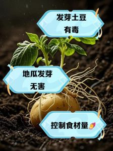 种土豆和红薯的区别_土豆红薯虽像却不同