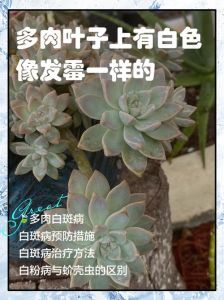 肉长白毛了怎么处理_肉长白毛发霉了？赶紧扔别犹豫！