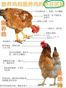 童子鸡母鸡公鸡区别_童子鸡嫩滑可口，清蒸爆炒皆宜