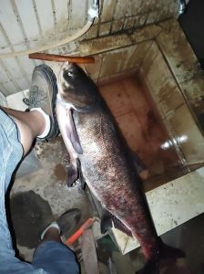 花鲢鱼头刺多吗_刺多肉佳，食用需小心