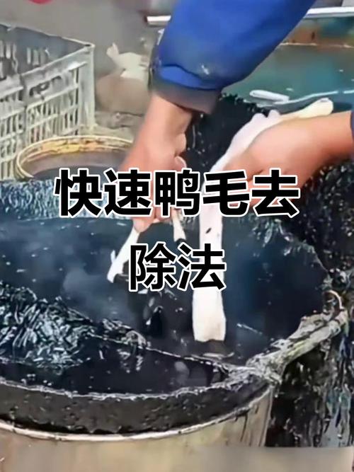 杀鸭怎样去毛最干净_冷水盐揉热烫,轻松拔毛做美食 杀鸭怎样去毛最干净_冷水盐揉热烫,轻松拔毛做美食