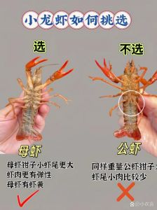 小龙虾和蝲蛄的区别_哪个更好？