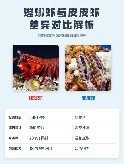 皮皮虾和螳螂虾区别_同科不同样