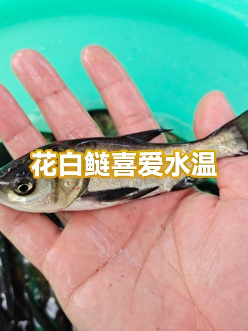 花鲢白莲都属于鲢鱼吗_花鲢白莲鱼是鳙鱼,不是鲢鱼 花鲢白莲都属于鲢鱼吗_花鲢白莲鱼是鳙鱼,不是鲢鱼